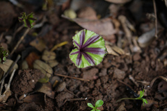 Nervilia infundibulifolia
